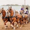 Maximizing Sponsorship Opportunities at Horse Shows in Northeast Ohio
