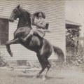 The Exciting World of Horse Shows in Northeast Ohio