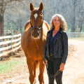 Uncovering the Thrill: Where to Discover Results from Past Horse Shows in Northeast Ohio
