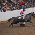 Exploring the All-Breed Horse Shows in Northeast Ohio