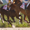 The Expert's Guide to Registering Your Horse for a Show in Northeast Ohio