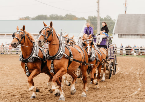Horse Shows in Northeast Ohio: A Guide to Rules and Regulations