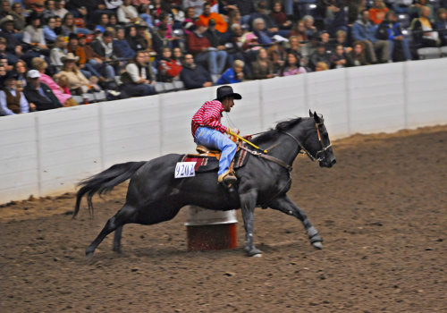 Exploring the All-Breed Horse Shows in Northeast Ohio
