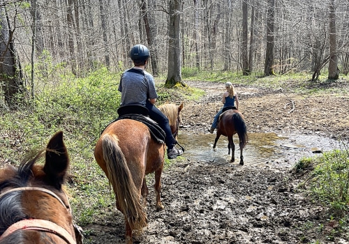 The Insider's Guide to Horse Shows in Northeast Ohio