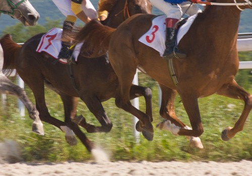 The Expert's Guide to Registering Your Horse for a Show in Northeast Ohio