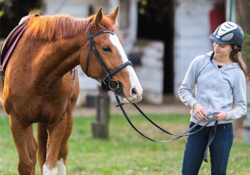 Exploring the Diverse Classes Offered at Horse Shows in Northeast Ohio